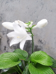 玉簪花