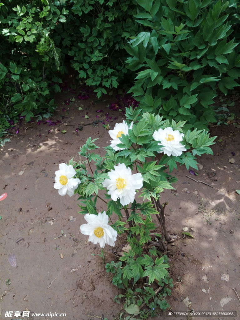 白牡丹