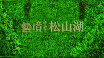 绿植墙