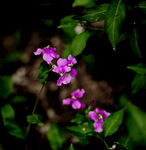 春花
