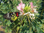 粉色花上停留的彩蝶