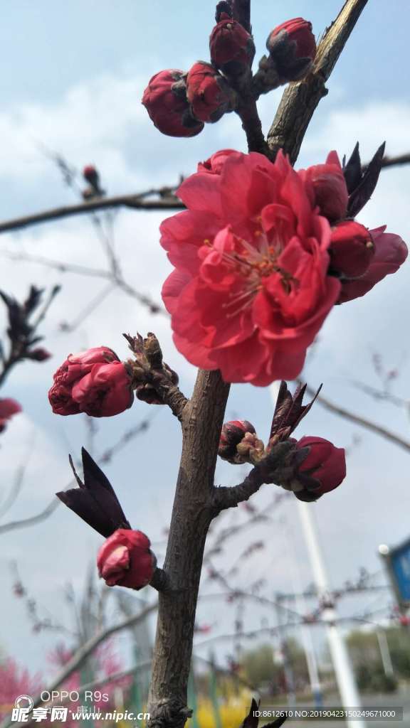 红梅