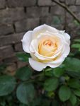 月季花