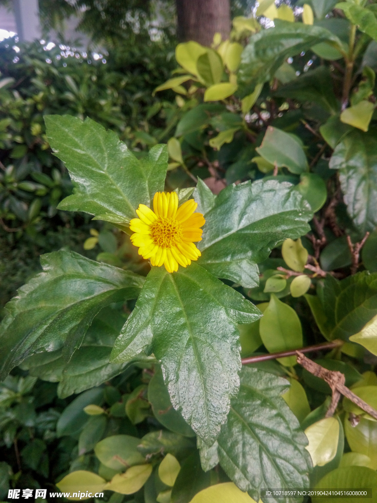 花草树叶