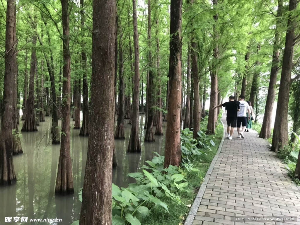 花草树木