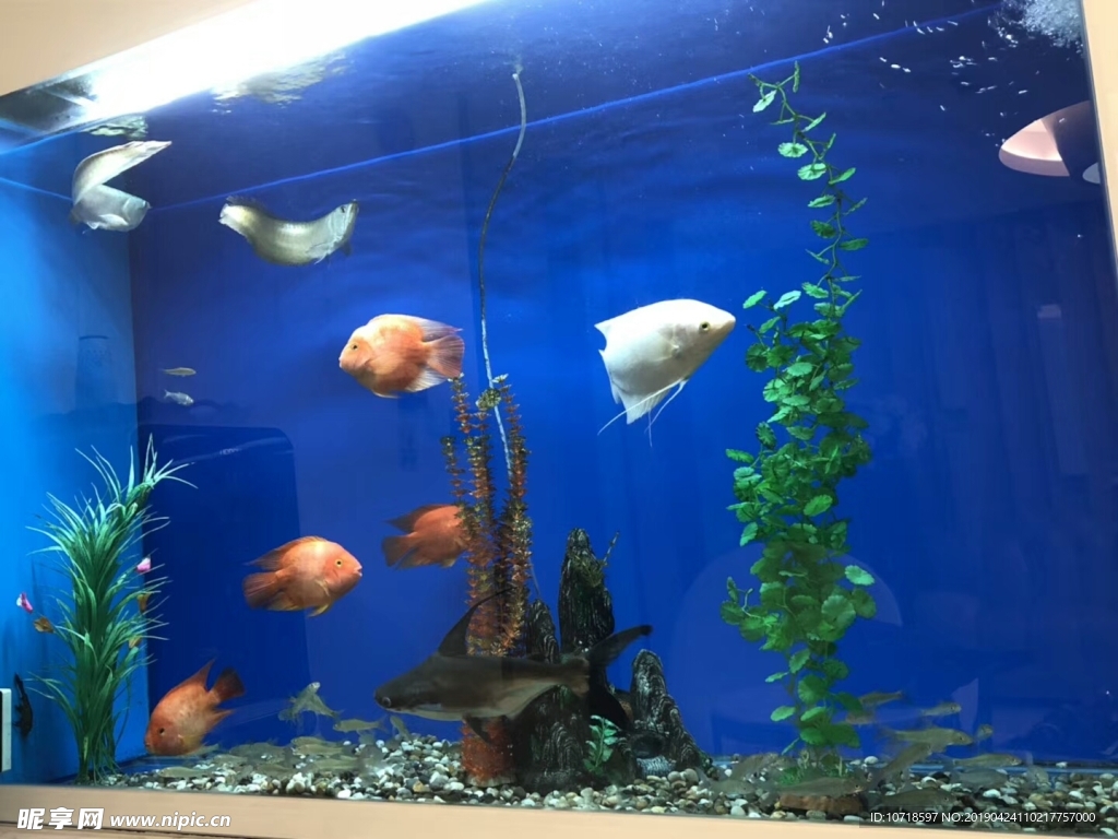 鱼缸美景
