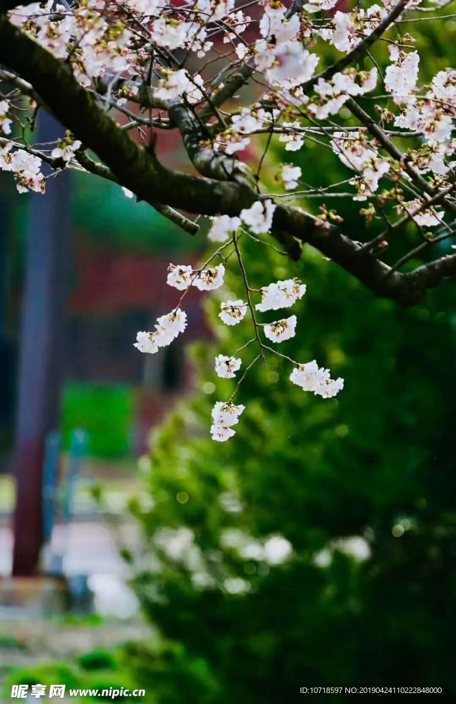 花草树叶