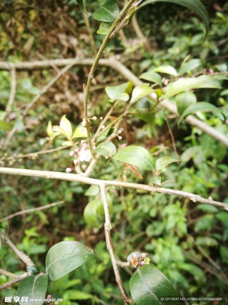 树枝