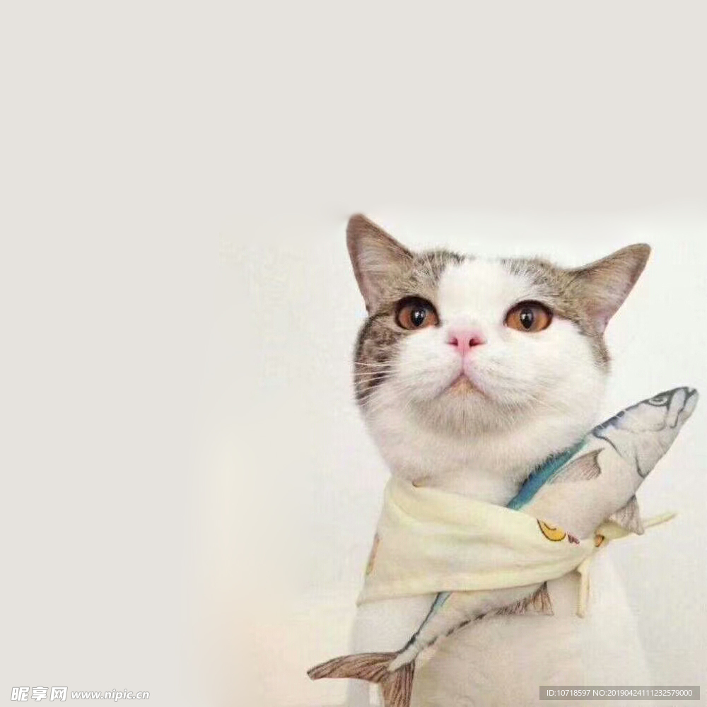 小猫咪