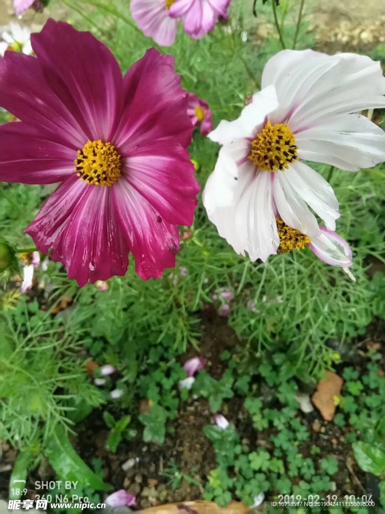 花草树叶
