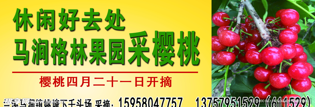 采摘樱桃