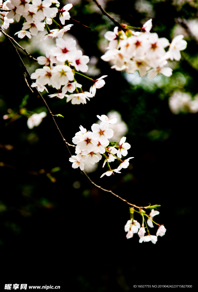 美丽樱花