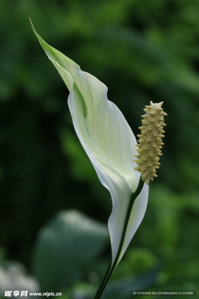 白鹤芋