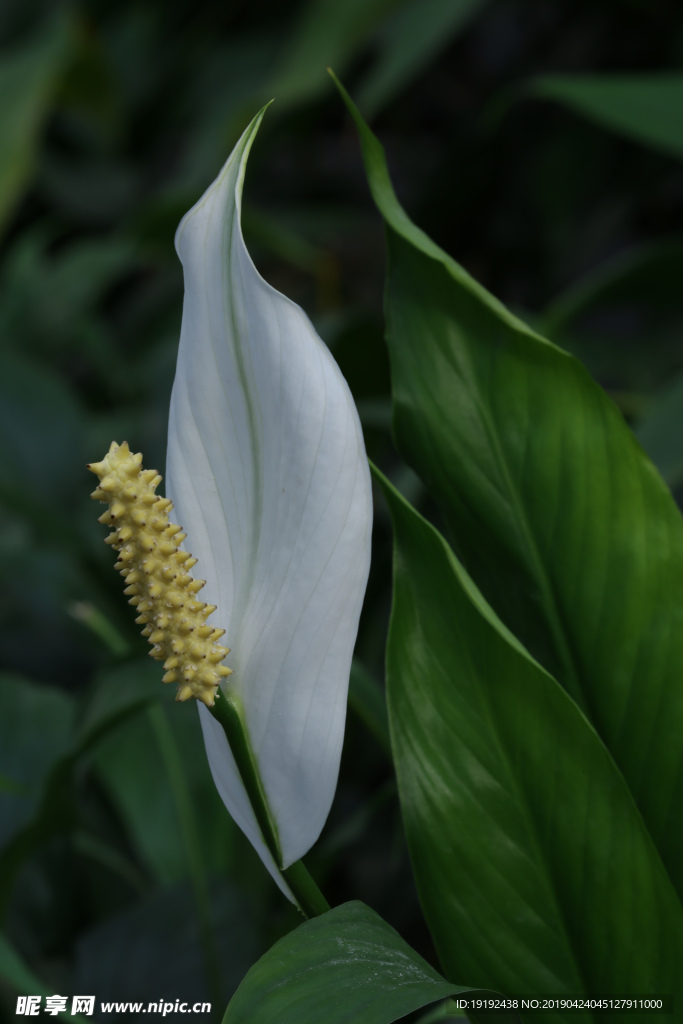 白鹤芋