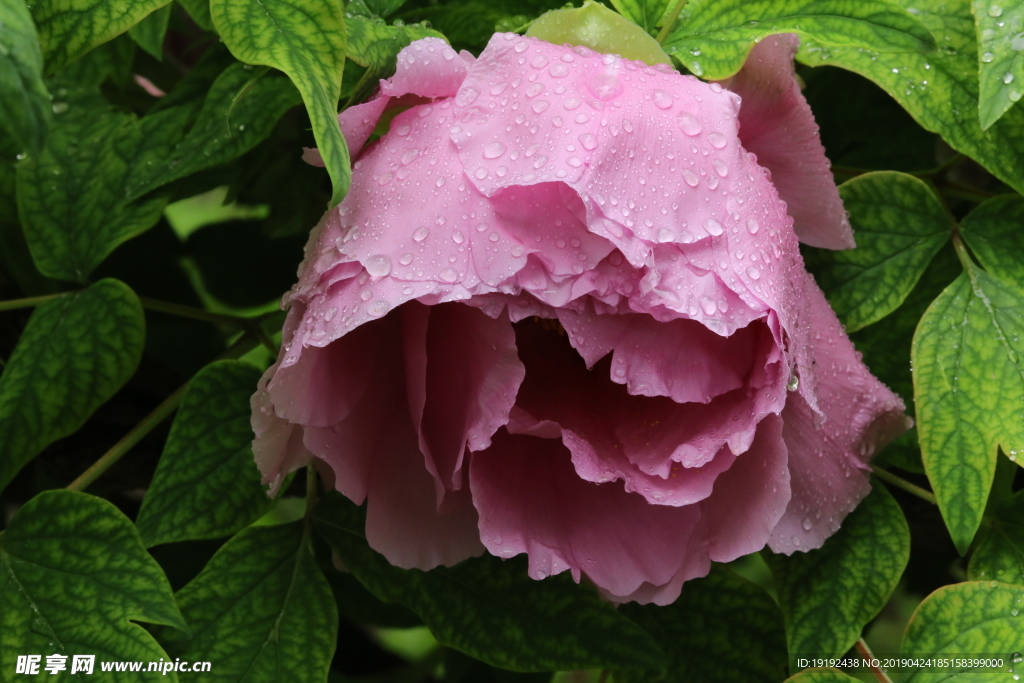 雨露牡丹花
