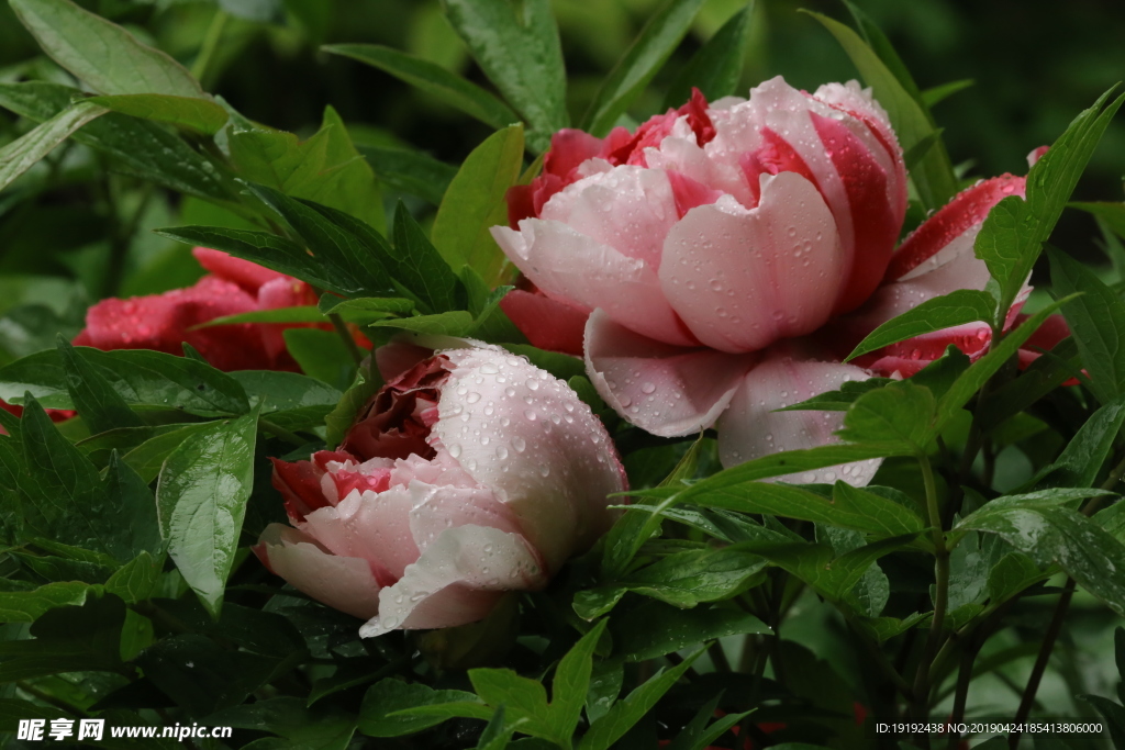 雨露牡丹花