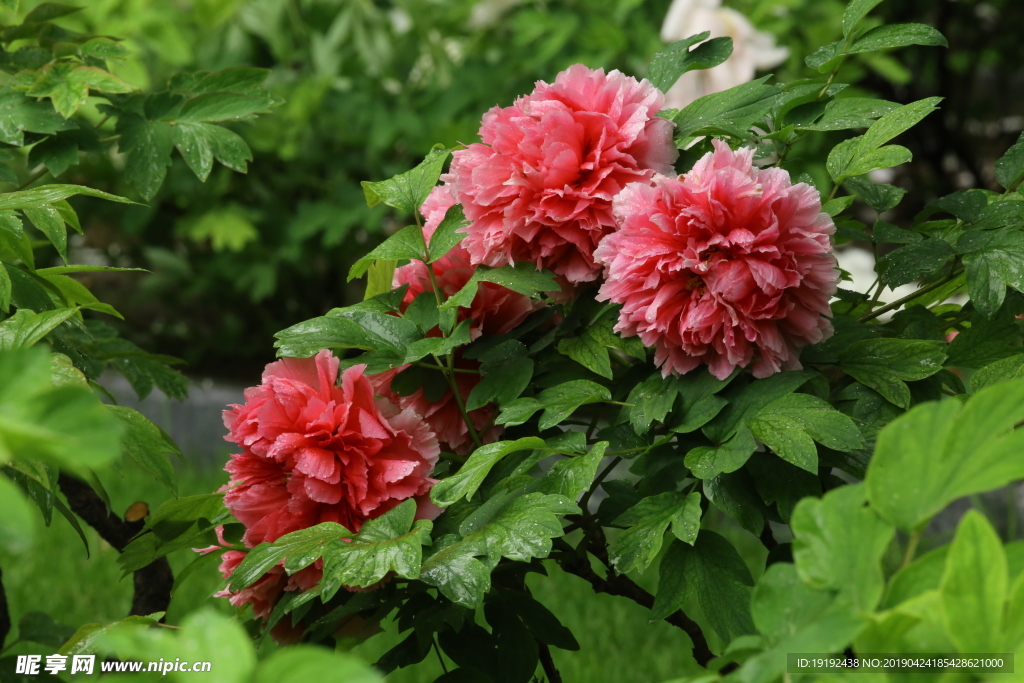 雨露牡丹花