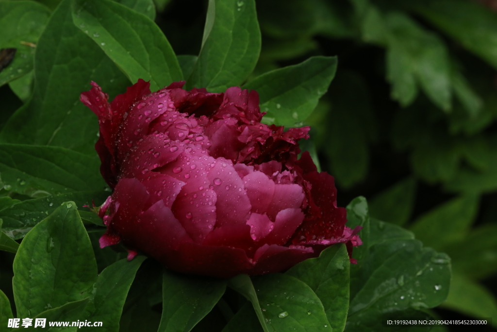 雨露牡丹花