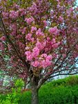 美丽桃花树