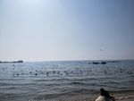 海