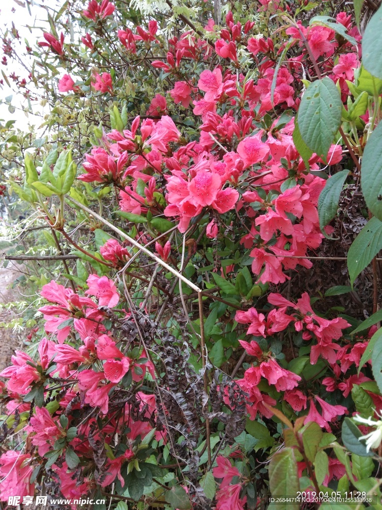 艳山红