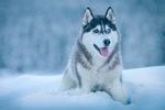 雪狼犬 哈奇士