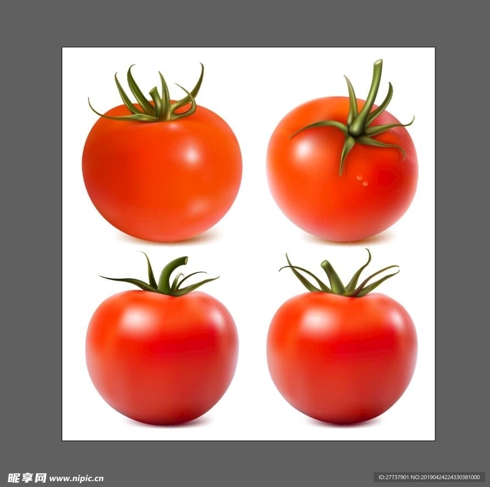 西红柿插画