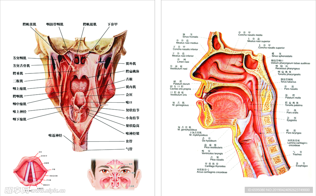 口腔鼻腔解剖图