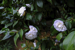 白茶花