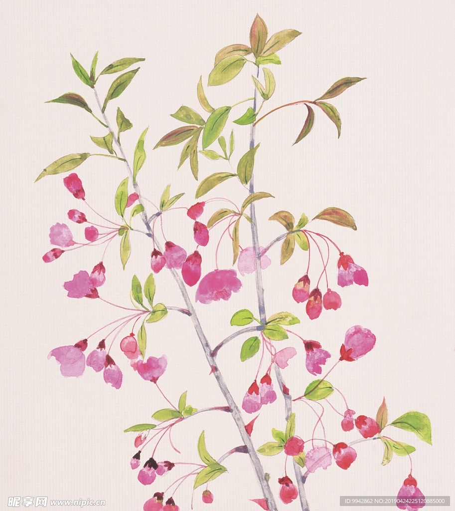 樱桃花
