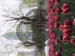 花 花蕊 红色的花 公园 花园