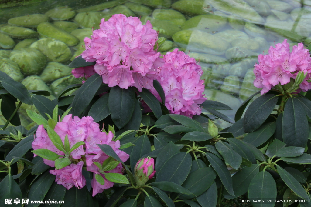 高山杜鹃花