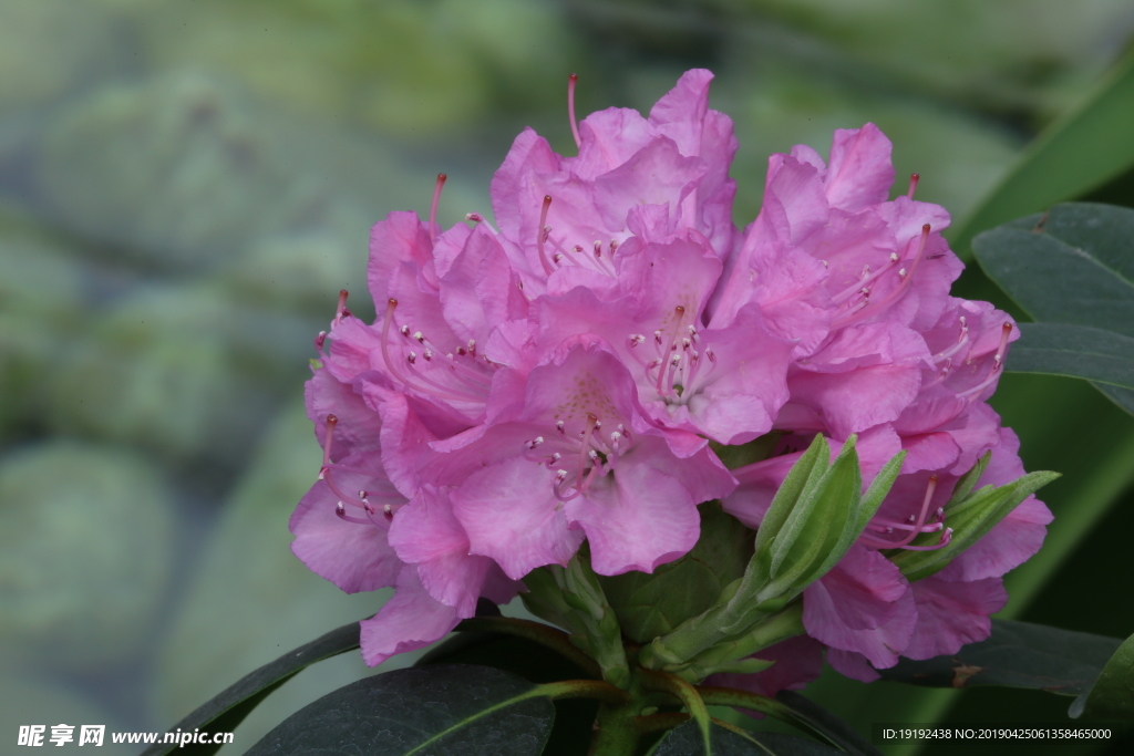 高山杜鹃花