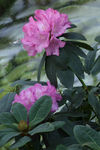 高山杜鹃花
