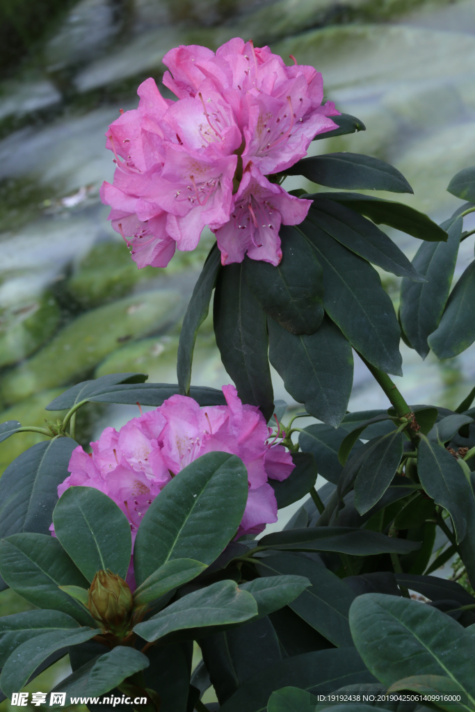 高山杜鹃花