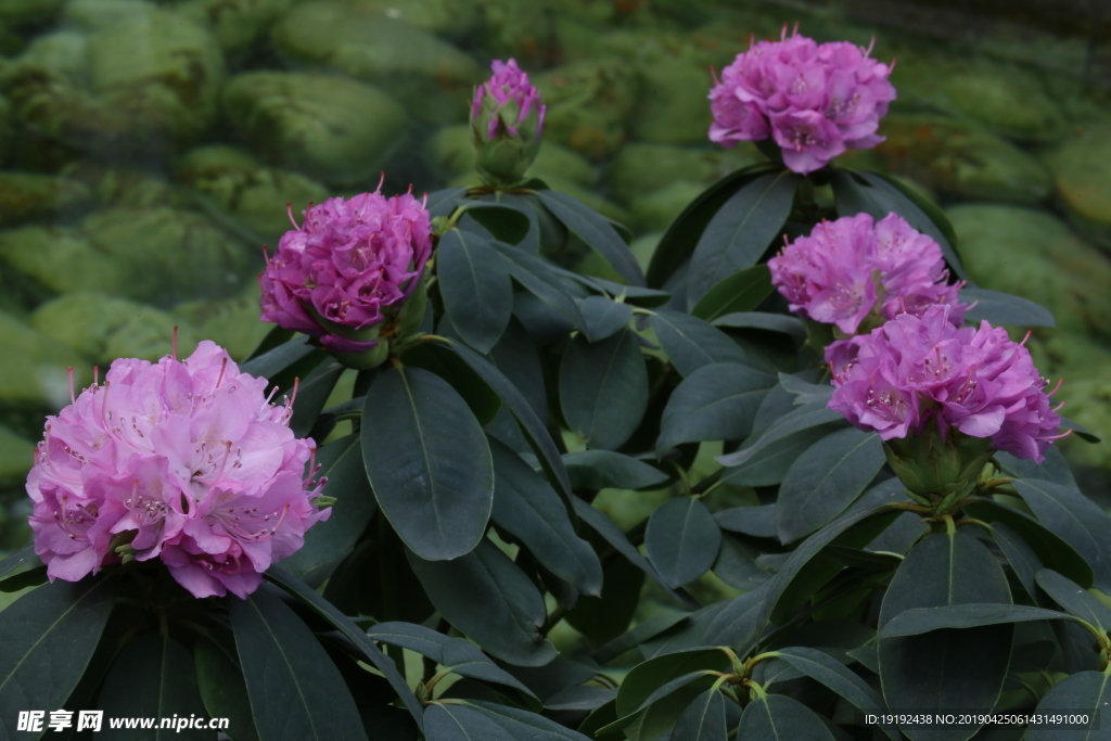 高山杜鹃花