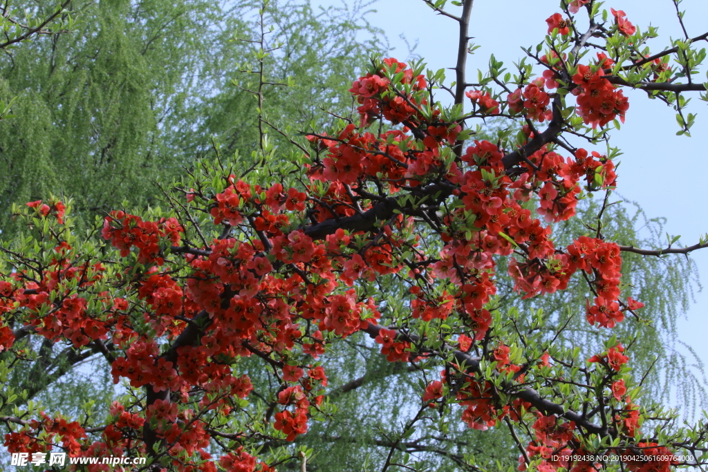 贴梗海棠花