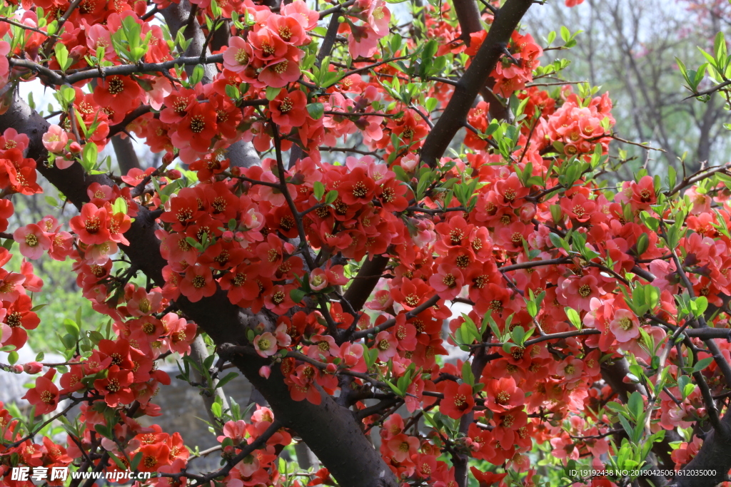 贴梗海棠花
