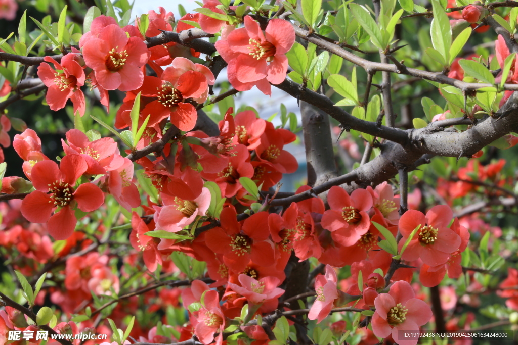 贴梗海棠花