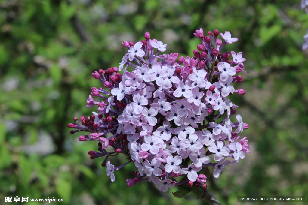 丁香花