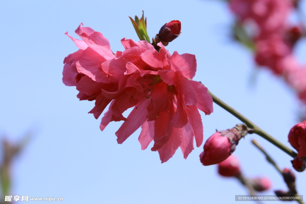 碧桃花儿