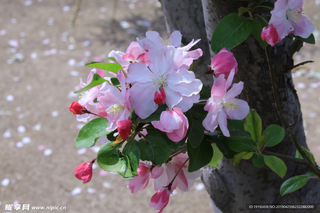 海棠花