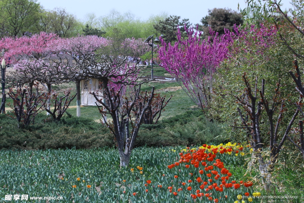 花卉园风景