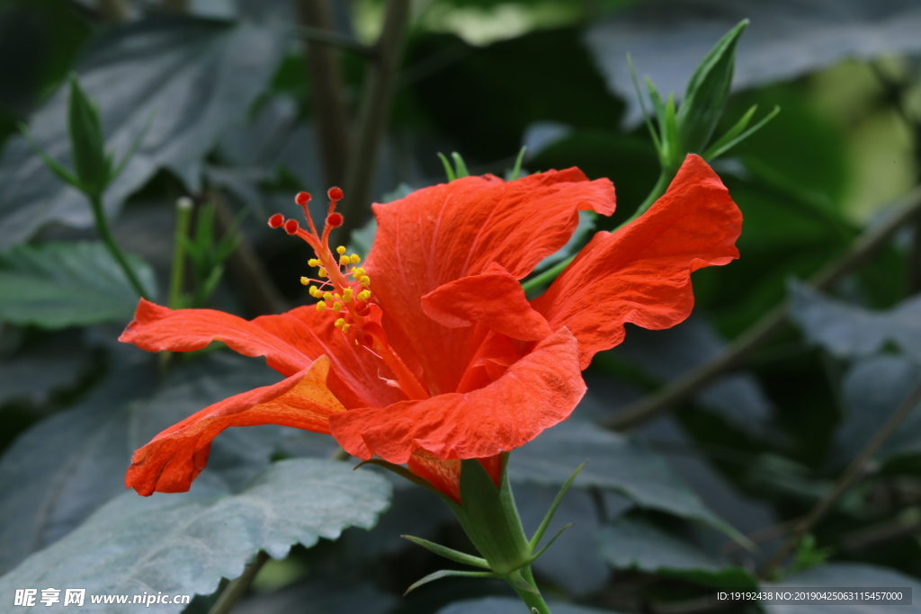 扶桑花