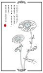 ps分层手绘菊花