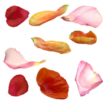 浪漫花瓣素材