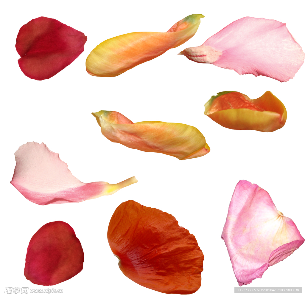 浪漫花瓣素材