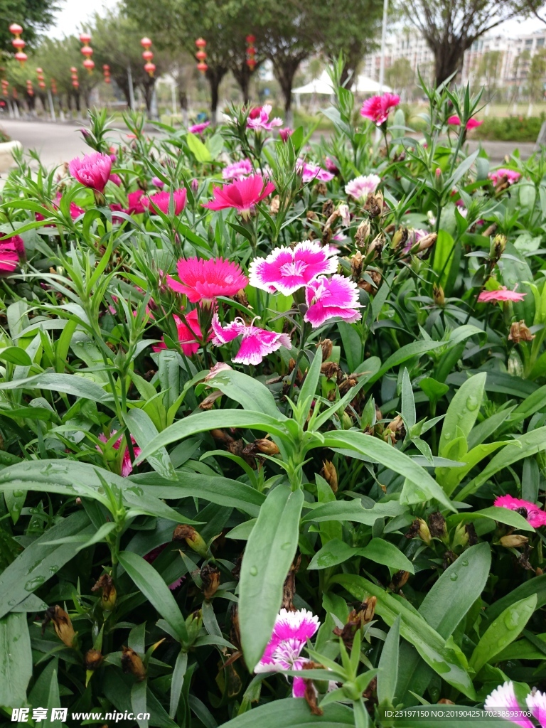 石竹