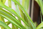 植物水滴