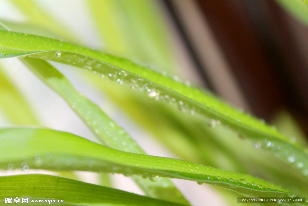 植物水滴